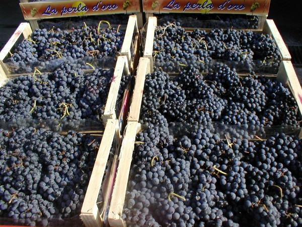 BLAUWE WIJNDRUIVEN OP BESTELLING BLAUWE WIJNDRUIVEN OP BESTELLING