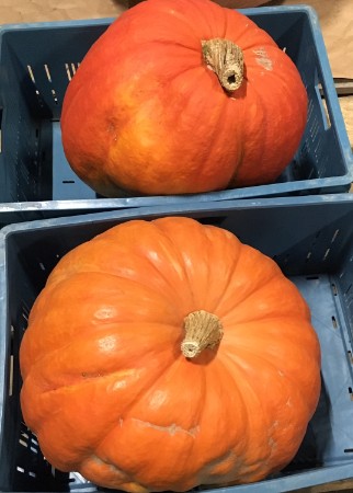 REUZE POMPOENEN BIJ SURCOUF REUZE POMPOENEN BIJ SURCOUF