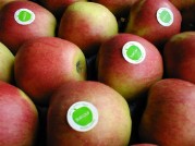 NIEUWE OOGST 2015 NIEUWE OOGST 2015